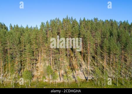 Vue aérienne de la forêt de taïga du pin européen ( pinus sylvestris ) planant sur un esker glaciaire à l'été , Lintharju , Finlande Banque D'Images