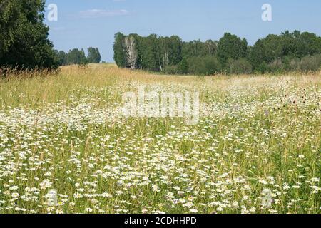Marguerites Banque D'Images