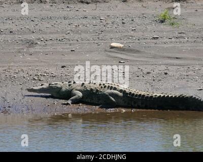 Crocodile américain, rivière Tarcoles, Costa Rica. Banque D'Images