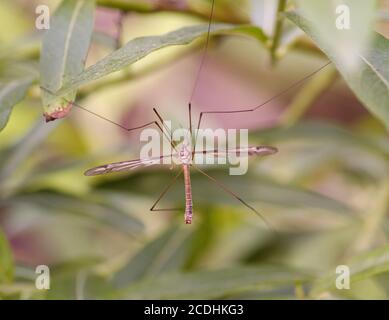 Grand moustique sur les feuilles d'herbe Banque D'Images