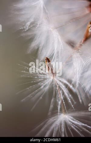 La rosée brillante tombe sur une graine de pissenlit. Photo macro d'un pissenlit. Fond naturel, bokeh étincelant. Photographie d'art. Faible profondeur de champ. Banque D'Images