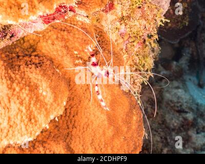 Gros plan de crevettes de corail bandées dans le récif de corail de Mer des Caraïbes / Curaçao Banque D'Images