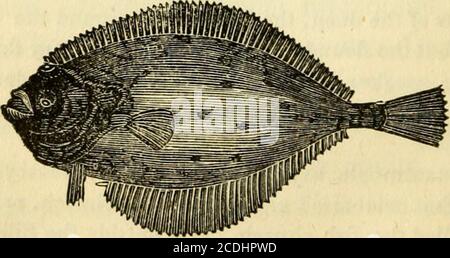 . Histoire naturelle des poissons du Massachusetts, avec un essai pratique sur la pêche à la ligne . h pour le dîner, qui étaient si effrayés, quand les prêtres ont été tués, que theysauté hors de la poêle, pas dans le feu, mais dans un pondunder les ruines actuelles, où, si le rapport commun être vrai, ils sont encore vus nager sur complètement cuit sur l'oneside. 214 PLEURONECTES. En regardant vers le haut, plutôt que vers le bas, leur nourriture ainsi que les objets qu'ils sont à éviter, sont à rechercher pour au-dessus. Ils ont une forte ressemblance avec les poissons plats qui nagent sur le bord de onone, comme il l'était, mais le filet Banque D'Images