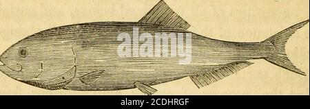 . Histoire naturelle des poissons du Massachusetts, adoptant un essai pratique sur la pêche à la ligne . d circonstances.* ces parties des lois de la pêche comme immédiatelyaffect le processus de guérison, et punit frauduleusement le poids et la vente, sont à la fois raisonnables et justes. Les barrages, les eaux-brises, et z;c. à travers les rivières, sont des theresults de la civilisation, et les poissons peuvent abandonner les cours d'eau où ils ont autrefois instinctivement défait leurs roes : — Mais leur perte est trifling, à n'importe quelle localité par-ticulaire, par rapport à l'advanta- * du Cange mentionne aquatia, le droit de pêche triple dans l'année, au milieu Banque D'Images