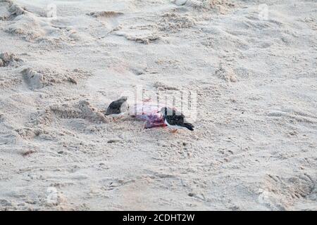 Rien ne va au gaspillage sur la plage à deux De tourniquets à la dérive (interprétation d'Arenaria) Nettoyer l'après-naissance d'un sceau gris à Norfolk Banque D'Images