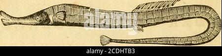 . L'histoire naturelle des poissons du Massachusetts, embrassant un essai pratique sur la pêche à la ligne . caractéristique, et bien en valeur la minute examinationde ceux qui désirent une connaissance précise de la théanatomie des poissons. Au lieu d'être pectinés, les laysont éliminées en paires tuflées sur les marges des courbes branchiales. Au-dessus de ceux-ci, se trouve l'opércukmi; couvrant et attaché tout autour, mais ayant un amen pour le W^ater pour passer par les touffes, de la bouche. Tels que se trouvent dans cette section du pays, sont petits, à quatre côtés, et inoffensifs. Leurs aubergines flottent à travers les oviduits, à Banque D'Images