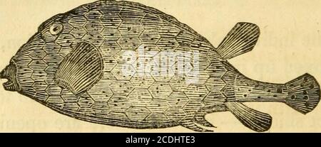 . Histoire naturelle des poissons du Massachusetts, avec un essai pratique sur la pêche à la ligne . t, pour le thirshell est construit de plaques, qui s'unissent en forme de bouclier parfait, — dans lequel il ya des ouvertures pour permettre la sortie de la queue. La queue, les nageoires, la bouche et les branchiae sont les seules parties qui auront un effet de mouvement. Tronc-poisson. — Ostracion Triqueter, habitésles environs de long Island, New York, mais rarelydonne son apparence jusqu'au nord comme Mas-sachusetts, à moins qu'il ne soit conduit sur la rive par la violence des tempêtes, — et puis il est présenté comme un emptychis, à trois côtés, d'environ un pied de long, Banque D'Images