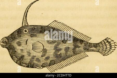 . Histoire naturelle des poissons du Massachusetts, avec un essai pratique sur la pêche à la ligne . e esturgeon des rivières et de l'océan, et a la même habitude de bondissant ou de saut hors de l'eau. ACCIPENSER. 121 jeunes, qui montre une relation avec le stur-geon, et pourtant, est tout à fait différent. De la partie thécentrale des plaques qui caractérisent la tribu, sont forts, boutons courts; une grande tête, de même armé; yeux proéminents, fines ailettes, et mâchoires sans titte de dents. Ce qui est le plus intéressant, entre les pectoralfines est une surface ovale, plutôt proéminente, par laquelle il semble que le poisson a le pow Banque D'Images