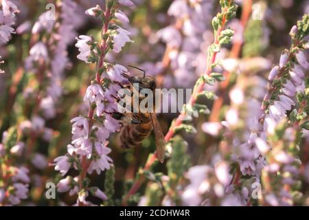 Une abeille pollinise la bruyère (Calluna vulgaris) Dans le pays de la lande du Suffolk Banque D'Images