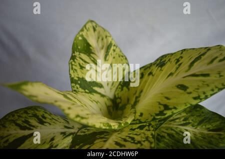 Belle plante d'Aglonema sur fond de tissu blanc. Beau feuillage Banque D'Images