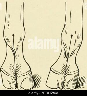 . Un livre de texte de fers à cheval, pour les fers à cheval et les vétérinaires . Une paire de pieds de la position de base étroite (pointe étroite) vue de l'avant et de l'arrière. Tous les écarts vers l'arrière par rapport à la position normale comme debout (pointe courte et talon haut, fig. 69), à embout raide, ou trébuchement. Tien le poids du corps est uniformément réparti sur les quatre Fig. 67. Fig. 68. Fig. 69. Banque D'Images