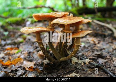 Famille d'agarics de miel dans la forêt parmi les vieux feuillage Banque D'Images