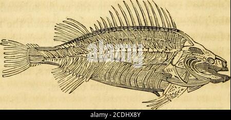 . Histoire naturelle des poissons du Massachusetts, avec un essai pratique sur la pêche à la ligne . Les poissons sont extrêmement sensibles au toucher; — l'odeur, pour laquelle la nervosité appropriée est distribuée avec précision, leur donne la factyde détecter l'existence de nourriture, ou ennemis, à des distances immenses. Le goût est sans aucun doute le plus theweakest de leurs sens, — résidant, si du tout, dans 56 ANATOMIE ET PHYSIOLOGIE l'assophage, comme tout ce qui leur est présenté, dans des circonstances de la faim, est avalé avec avidité veineuse, sans égard à la qualité orsaveur. SCHÉMA DE LA DISTRIBUTION DU NER VERTÉBRAL Banque D'Images