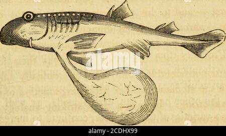 . Histoire naturelle des poissons du Massachusetts, avec un essai pratique sur la pêche à la ligne . Voici une analogie très frappante avec la disposition, qui est faite pour tl]e jeune des oiseaux.le jaune ne devient en aucune façon organiséedans le processus d'incubation : — il a été expresslydesigned pour la première nourriture de l'an-imal nouvellement créé. Certes, c'est une illustration de la homelyssing, qu'il n'y a jamais une bouche sans quelque chose à mettre en elle. Quand le poussin est hachuré-ed, le jaune est toujours aussi parfait, comme avant, mais au lieu d'être dans l'ancienne coquille, il est maintenant dans le corps. Enfermé dans un bateau Banque D'Images