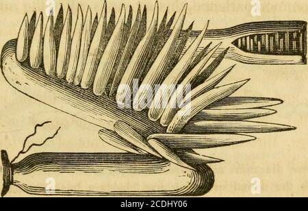 . Histoire naturelle des poissons du Massachusetts, avec un essai pratique sur la pêche à la ligne . le le force dans les itslungs, par une fente à la racine de la langue, qui est la glotite. Ainsi, la bouche de la grenouille, du crapaud, et de tous les lézards, est un soufflet, pour forcer l'air dans les poumons. Respirer avec eux, isan acte de votion. Cette explication va rendre compte au jeune lecteur, pour les têtes larges et plates de cette classe de reptiles ; — à cet égard, il y a une analogie fausse entre eux et l'action des mâchoires des poissons. Celui-ci est une pompe de forçage, comme dans le poisson, pour forcer l'eau de la Banque D'Images