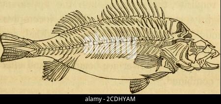 . Histoire naturelle des poissons du Massachusetts, portant un essai pratique sur la pêche à la ligne . n'était pas seulement incapable de frapper l'objet régulièrement, quand il dartedits langue, comme par le passé, mais il a également été trompé dans le caractère de l'objet. Quoi qu'il en soit, le pauvre crapaud becamemelancholy, a pris moins d'exercice que précédemment — et, si le compte ci-dessus est vrai, que là-bas je? sans raison de douter,—a pris moins de nourriture aussi, — et étant malade du monde, est finalement mort d'un coeur brisé! C'est un spécimen juste d'une sympathie très clévergentoise pour l'animal inférieur;-, qui a été ex-ceedingly excité par son Banque D'Images