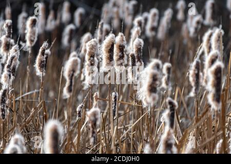 Queue de cotylédonte (Typha latifolia), réserve naturelle nationale de Turnbull, Australie occidentale Banque D'Images