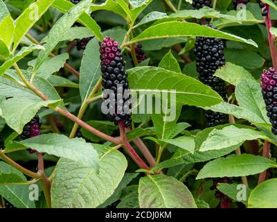 Baies noires et rouges et feuilles vertes de Phytolacca acinosa, pokeweed indien Banque D'Images