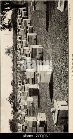 . Livre du Texas . DES CHEVAUX AUX ABEILLES 195 un seul ranch ou une seule ferme dans soixante possédant des moutons. Valverde, avec 100,000, est le premier comté de moutons, alors que San Angelo est le plus grand marché de laine, la manipulation de près de la moitié de la pince. D'énormes ventes individuelles à Boston laolmen sont faites à San Angelo, à Kerrville, et à San an-tonio. Mais peu d'attention est accordée à mutton, pour lequel, cependant, il ya une bonne demande, l'accent étant placé presque exclusivement sur la laine. En reproduisant le rangesheep, les béliers des races productrices de laine ont été mostlysmey. Le Merino est la fondation de l'Westerngraded Banque D'Images