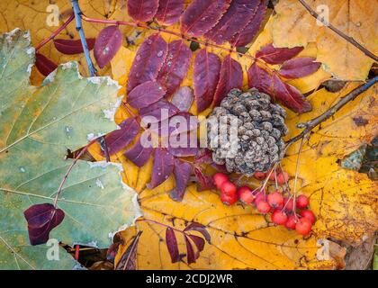 L'automne encore la vie après la pluie. Feuilles mortes multicolores, baies de rowan, cônes. Banque D'Images