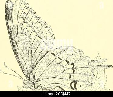 . La vie et l'œuvre entomologique de la fin de Townend Glover, premier entomologiste du département de l'agriculture des États-Unis . re imprimé pour distribution gratuite. 64. Illustrations | de | Amérique du Nord | entomologie | dans les ordres de | Coleoptera,Orthoptera, Neiroptera, Hyménoptère, Lepedoptera | Homoptera et DIP-tera | par Towneud Glover | Washington, D. C. | 1878. L'ensemble de 273 plaques, avec les noms de .species sur chaque plaque dans chaque ordre sauf Lepe-doptera. Contient, également, l'arrangement des familles, compilé à partir de divers auteurs, dans chaque ordre, avec des listes alphabétiques des familles et l'alph Banque D'Images