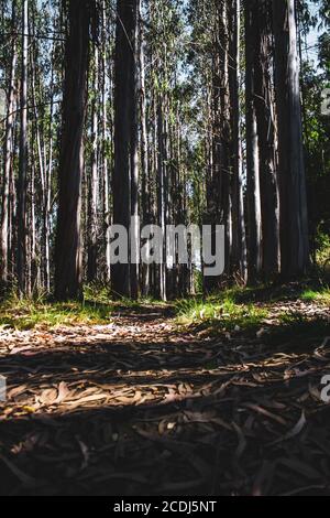 pris du sol d'eucalyptus avec des feuilles sèches Banque D'Images