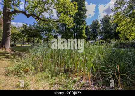 Terrain marécageux dans le parc de la ville à côté de Keutelbeek ruisseau herbe sauvage et roseaux entourés d'arbres avec feuillage vert, jour d'été à Sittard, Limbur Sud Banque D'Images