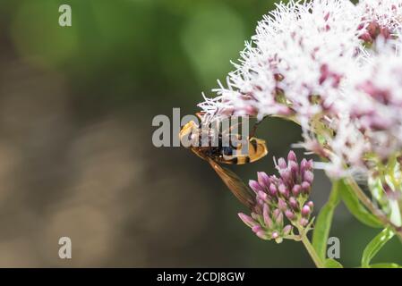 Hornet Hoverfly (Volucella zonaria) se nourrissant du chanvre-Agrimony (Eupatorium cannabinum) Banque D'Images