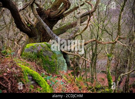 Vieux arbres torsadés dans les bois avec des rochers et des branches recouverts de mousse. Banque D'Images