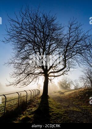 Paysage brumeux avec des arbres à High Tor près de Matlock Bath Dans le Derbyshire Peak District Angleterre Royaume-Uni Banque D'Images
