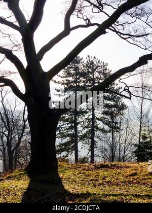 Paysage brumeux avec des arbres à High Tor près de Matlock Bath Dans le Derbyshire Peak District Angleterre Royaume-Uni Banque D'Images