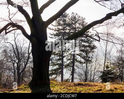 Paysage brumeux avec des arbres à High Tor près de Matlock Bath Dans le Derbyshire Peak District Angleterre Royaume-Uni Banque D'Images
