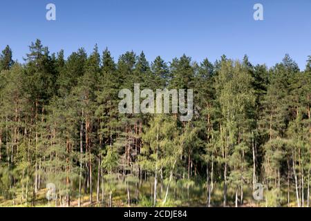 Réflexion d'arbres dans le lac Devil's Lake près d'Aglona, Lettonie. Le lac, connu sous le nom de Velnezers en letton, est réputé pour ne tenir aucune vie. Banque D'Images