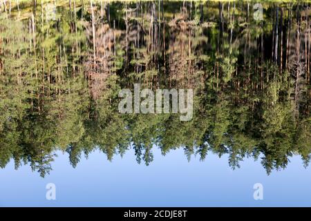 Arbres se reflétant dans le lac Devil's Lake près d'Aglona, en Lettonie. Le lac, connu sous le nom de Velnezers en letton, est réputé pour ne tenir aucune vie. Banque D'Images