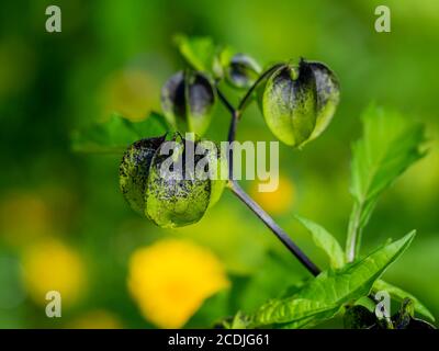 Jolis bourgeons de Nicandra phasalodes, également connus sous le nom de pomme du Pérou et de plante de la mouche à mouches Banque D'Images