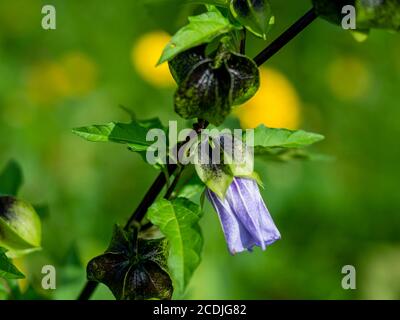 Joli bourgeon qui s'ouvre sur Nicandra phasalodes, également connu sous le nom de pomme du Pérou et plante de la mouche à mouches Banque D'Images