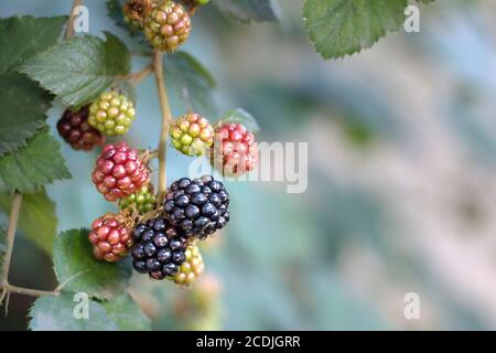 blackberry mûr se branche sur une branche de Bush, foyer sélectif. Un genre de plantes à fleurs de la famille des roses, les Rosaceae, avantages pour la santé des baies. Banque D'Images