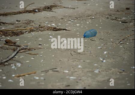 Pollution plastique des bouteilles d'eau sur les rives de la mer Noire dans le delta du Danube près de Sfantu Gheorghe, Roumanie. Banque D'Images