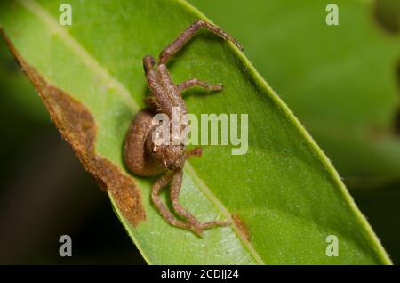 Araignée de crabe moulu, Xysticus sp., avec pattes manquantes Banque D'Images