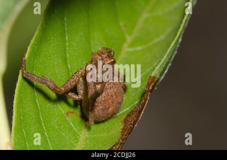 Araignée de crabe moulu, Xysticus sp., avec pattes manquantes Banque D'Images