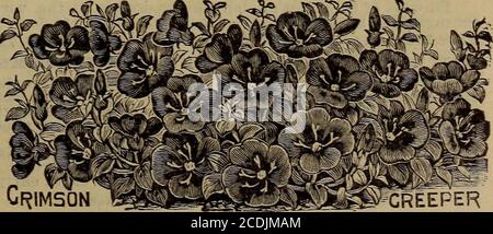 . Les bulbes d'automne des enfants les plantes d'automne les graines d'automne de nouveaux arbustes et de fruits . mois avant la décoloration, et l'ampoule d'agood montrera en tout temps de 12 à 50 bien développementsfleurs. Ils sont des couleurs les plus fines, allant du rouge foncé au blanc, le rougissement délicat et les nuances de rose prévalant. Souvent, les fleurs seront tachetées et finement variétées. Le feuillage est beau, étant variégé avec différentes nuances de vert, et aidspour montrer les fleurs, qui s'élèvent au-dessus, à un degré de remarque. En fait, une plante en fleur ressemble toujours à un vase de fleurs et de feuillage arrangé à la hâte.G. Banque D'Images