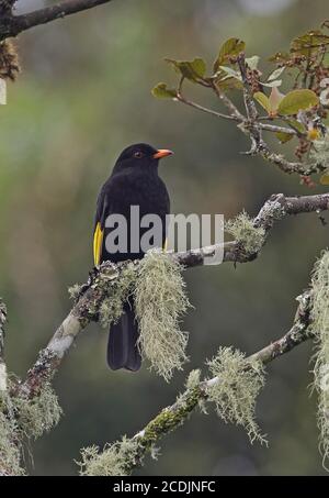 Cotinga noir et or (Tijuca atra) adulte mâle perché sur la branche de la forêt tropicale de l'Atlantique, Brésil juin Banque D'Images