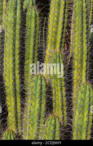Grand Cacti vertical de l'Arizona Cactus Garden Banque D'Images