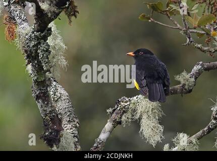 Cotinga noir et or (Tijuca atra) adulte mâle perché sur la branche de la forêt tropicale de l'Atlantique, Brésil juin Banque D'Images