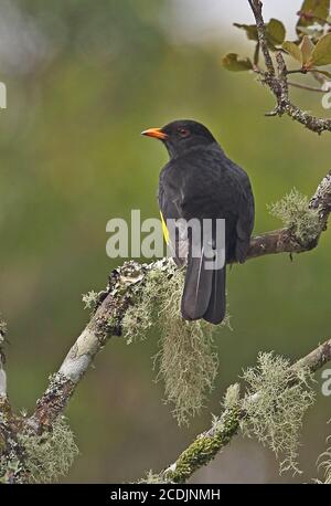 Cotinga noir et or (Tijuca atra) adulte mâle perché sur la branche de la forêt tropicale de l'Atlantique, Brésil juin Banque D'Images