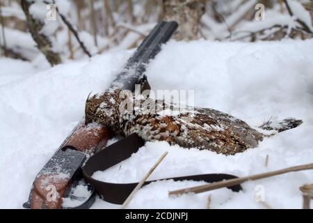 chasse pour un tétras de noisette Banque D'Images