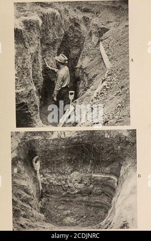 . Les relations écologiques des racines . 348. Robbins, W. W. 1917. La botanique des plantes cultivées. Sampson, A. W. 1914 revégétation naturelle des terres de l’aire de répartition fondée sur les besoins de croissance et l’histoire de la végétation. Jom*. AGR. Rés. 3 : 39.• . 1917. Importantes plantes de l'aire de répartition; leur histoire de vie et leur valeur fourragère. Département des États-Unis, AGR. Buu. 545. Shants, H. L. 1911. La végétation naturelle comme indicateur des capacités de production de terres dans la région des grandes Plaines. Département des États-Unis, AGR., Bur. PI. IND. À Bull 201. Ten Eyck, A. M. 1904. Les racines des plantes. AGR. Kans. EXP. STA. Bull 127. Thornbeb, J. J. 1901 Banque D'Images