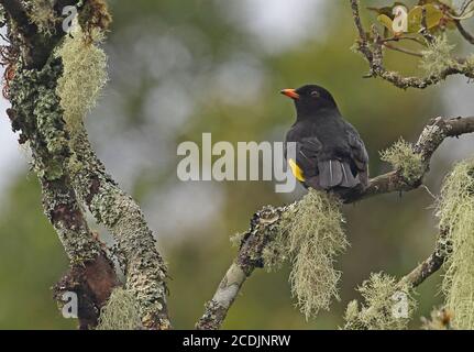 Cotinga noir et or (Tijuca atra) adulte mâle perché sur la branche de la forêt tropicale de l'Atlantique, Brésil juin Banque D'Images