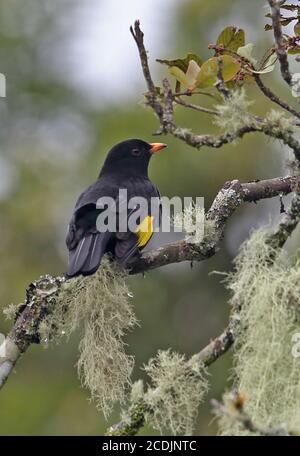 Cotinga noir et or (Tijuca atra) adulte mâle perché sur la branche de la forêt tropicale de l'Atlantique, Brésil juin Banque D'Images