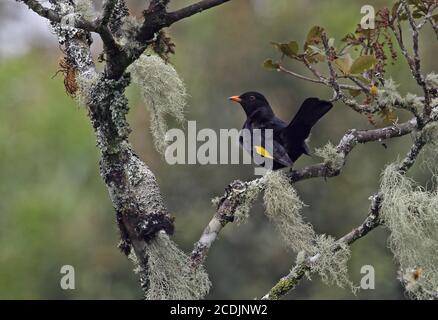 Cotinga noir et or (Tijuca atra) adulte mâle perché sur une branche avec queue coked Atlantic Rainforest, Brésil juin Banque D'Images